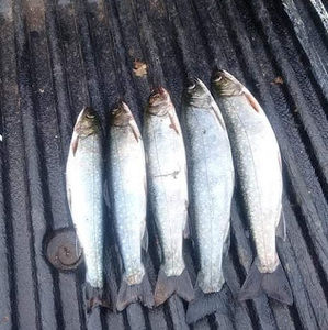 Meet your Posher, Liam